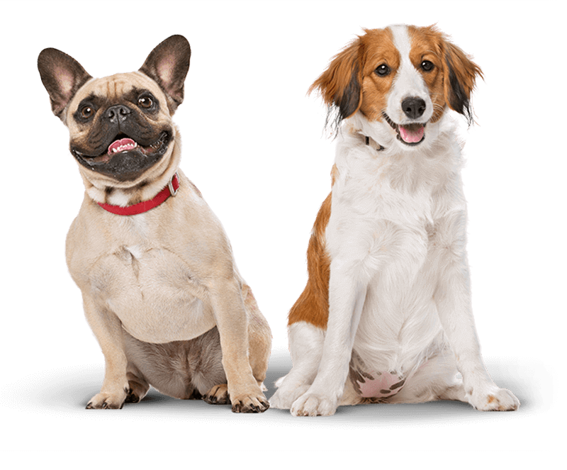 pets-dogs-1